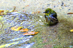 流離の風来坊