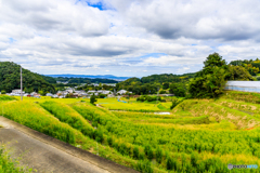 秋景・阪田の棚田