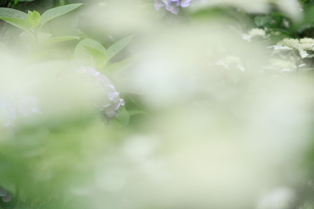 彷徨う森
