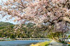 桜便りの渡月橋