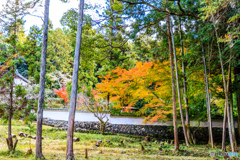 玄賓庵の紅葉