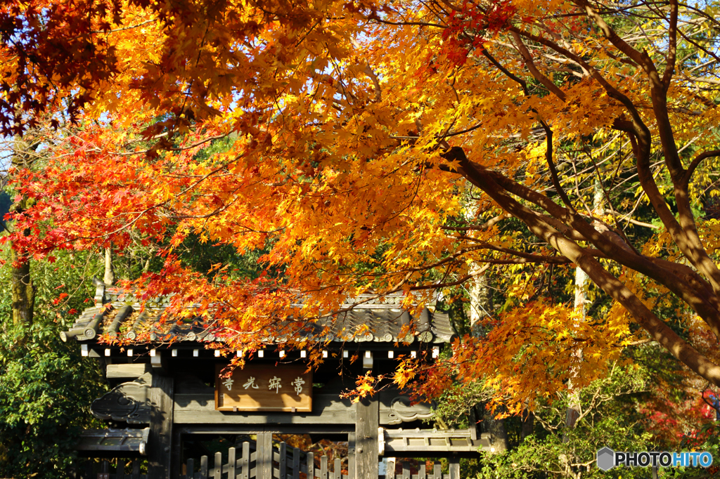 常寂光寺の紅葉