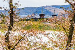 薬師寺と桜たち