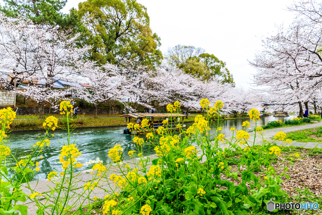 ナノハナ桜