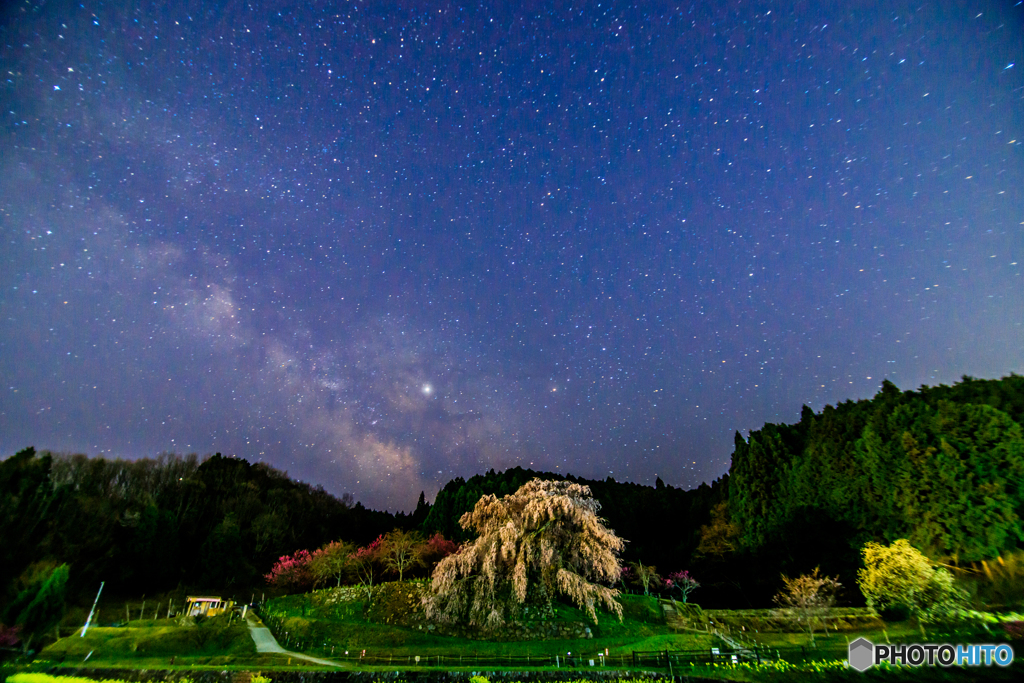 又兵衛桜と星空