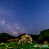 又兵衛桜と星空