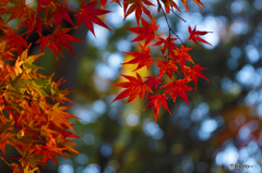 糺の森・椛