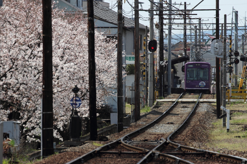 龍安寺駅と桜