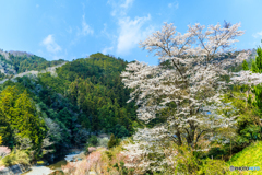 川岸の桜