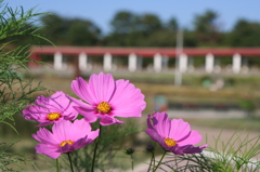 公園を彩って