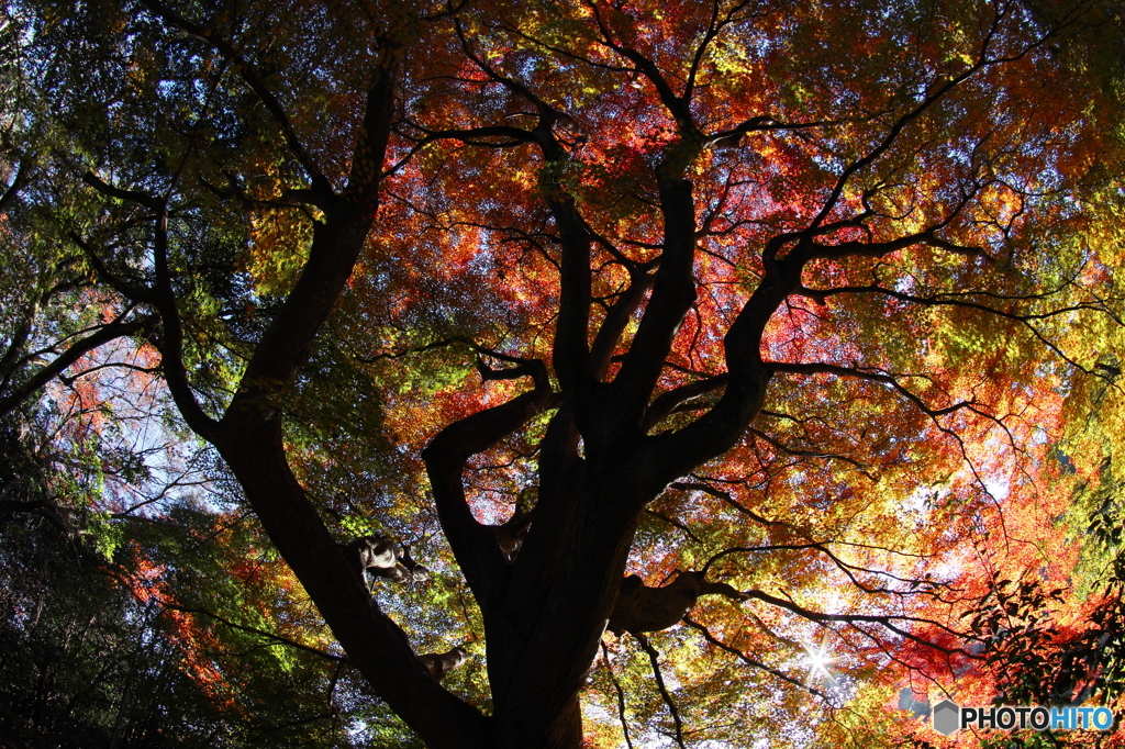 紅葉のなる木