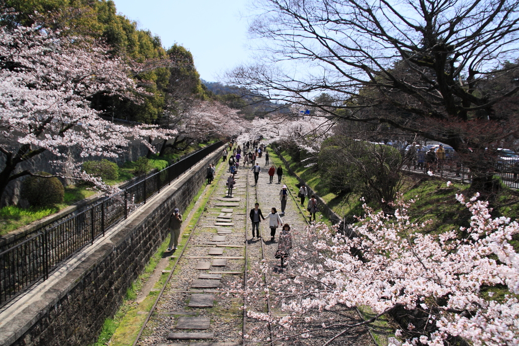 インクライン桜盛り