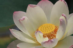 花ひらく青春