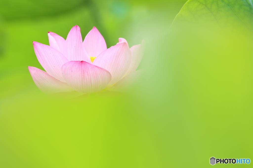 雲上の蓮華