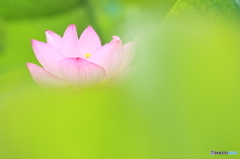 雲上の蓮華