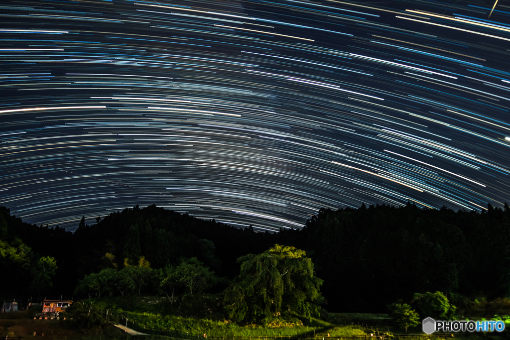 星グルグル又兵衛桜
