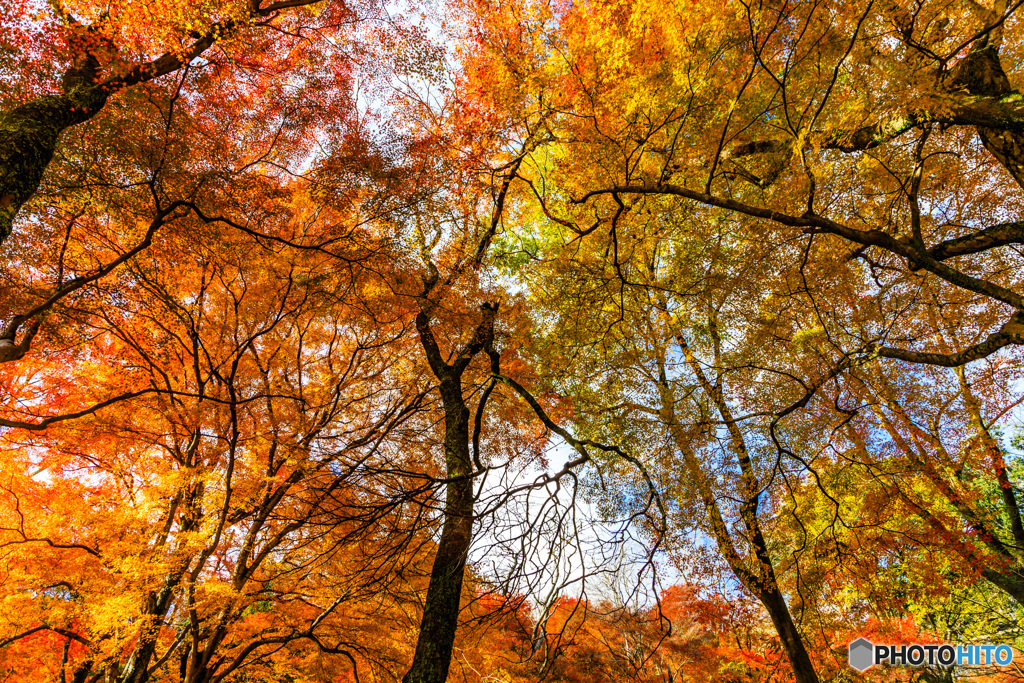 紅葉に包まれて