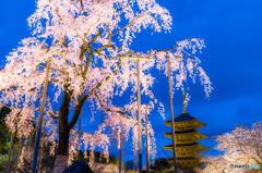 東寺の不二桜