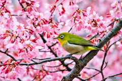 桜の香り