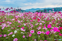 彩りに誘われて