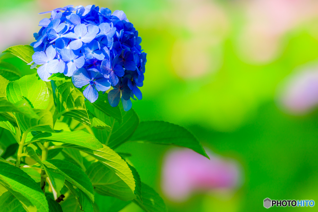 夏の花々