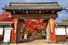 秋の西教寺総門