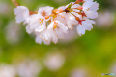 江戸彼岸桜