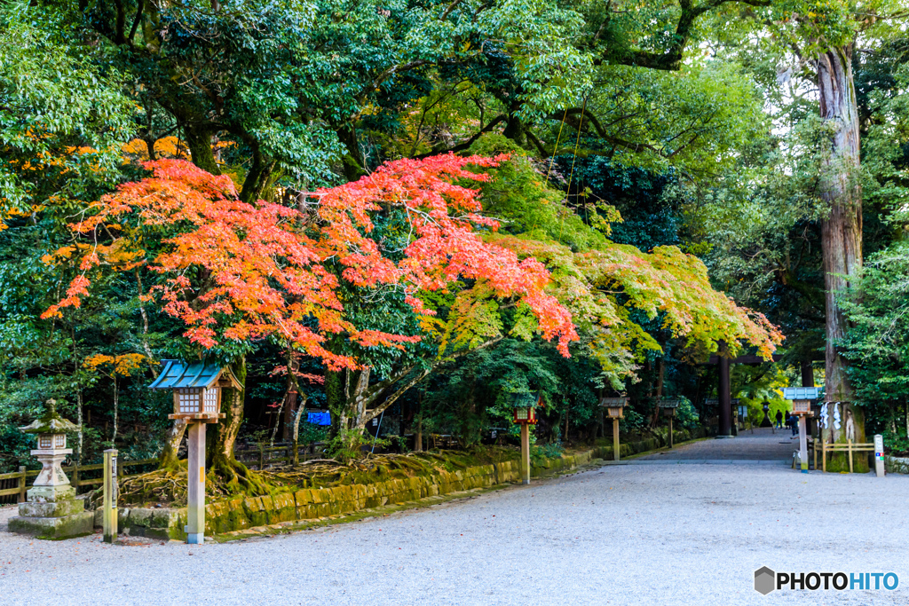 石上神宮の紅葉