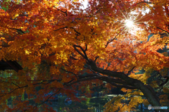 円山公園の紅葉