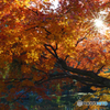 円山公園の紅葉