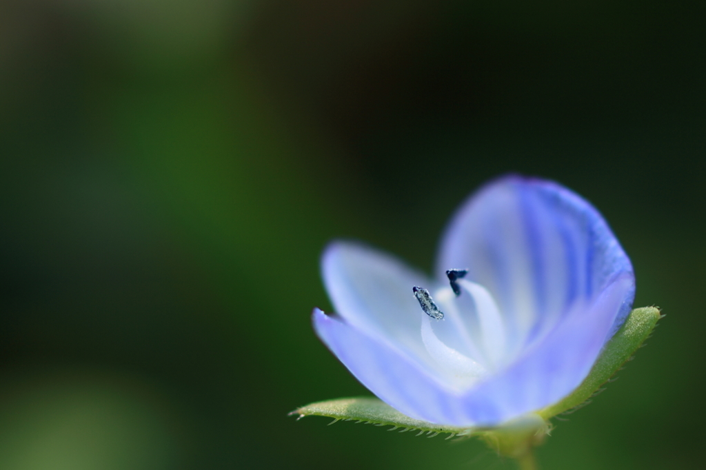星の瞳