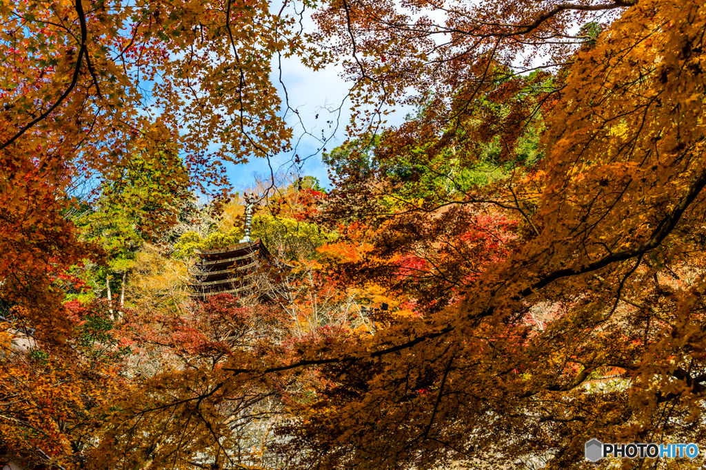 紅葉カモフラージュ