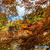 紅葉カモフラージュ
