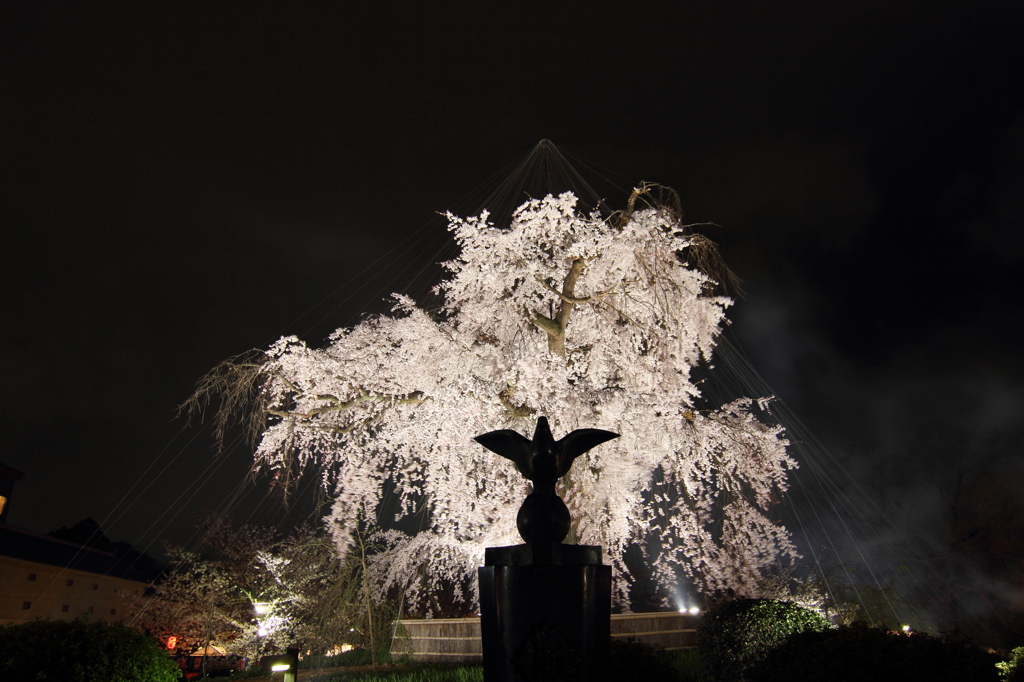 祇園の夜桜