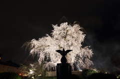 祇園の夜桜