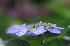この花のときめき
