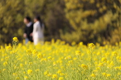 畑菜の花畑で・・・