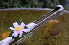 水琴窟と山茶花