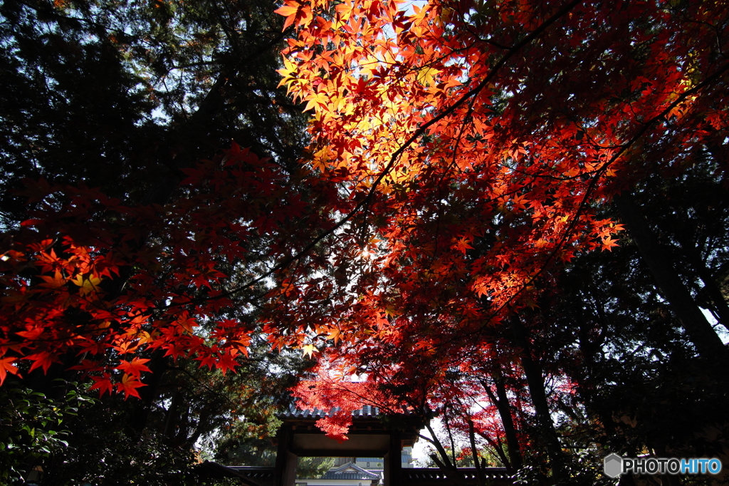 燃える鹿王院