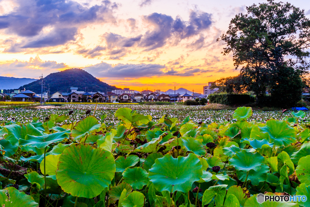 本薬師寺跡の夕景