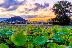 本薬師寺跡の夕景