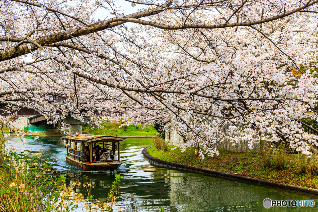 伏見の桜のアーケイド