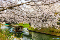 伏見の桜のアーケイド