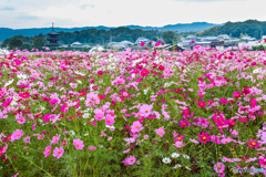 秋桜の香り