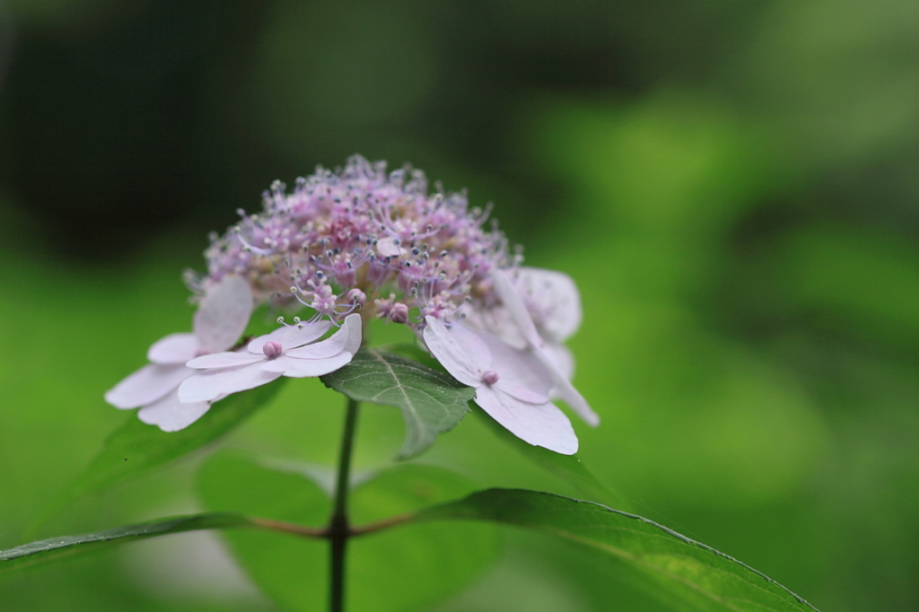 紫陽花山