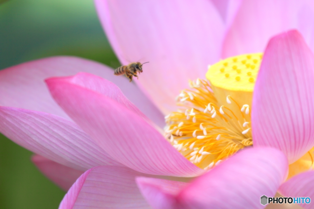 蜜をさがして