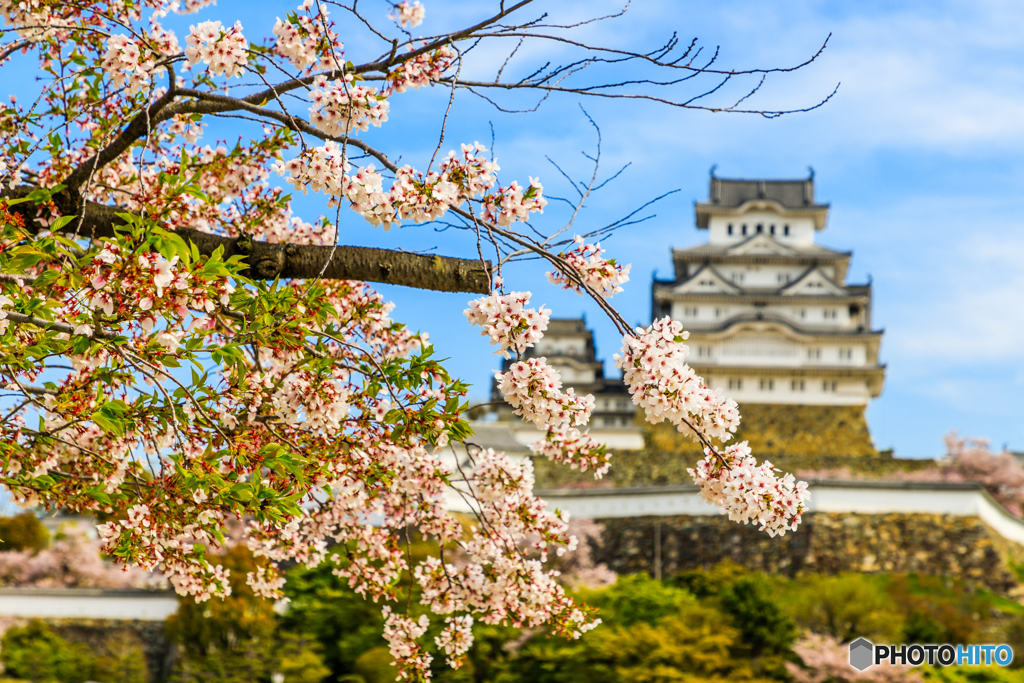 桜と天守閣