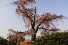 夕陽を浴びる桜