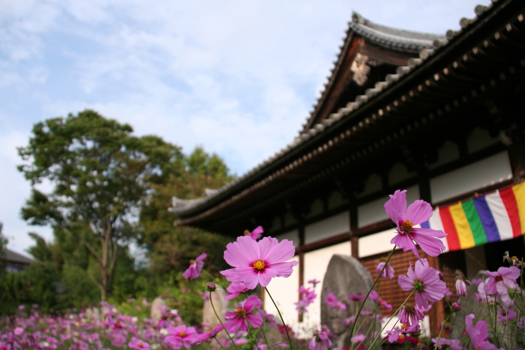 コスモス寺