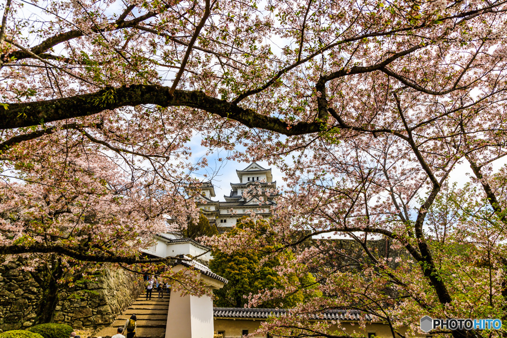 覗き桜の大天守